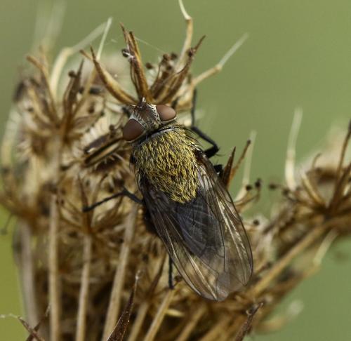 Pollenia sp.